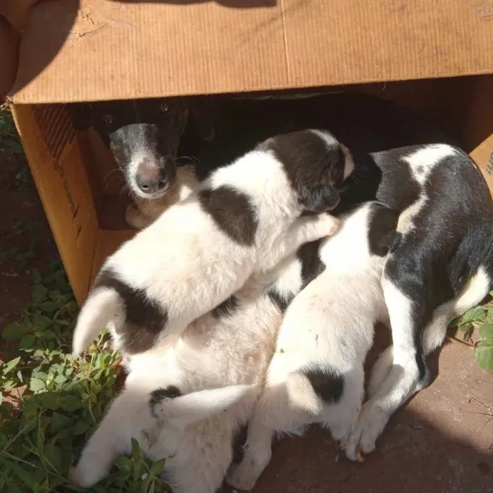 Cachorro ra a SRD idade Abaixo de 2 meses nome Nenéns