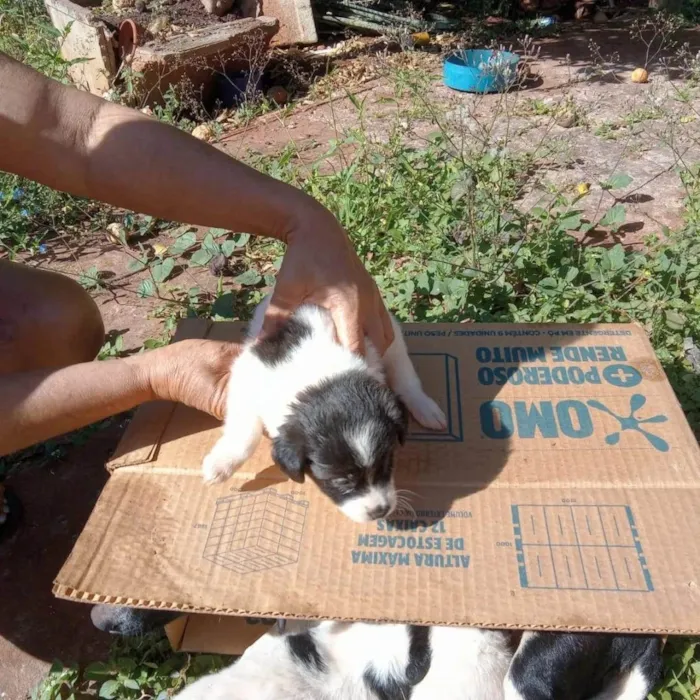 Cachorro ra a SRD idade Abaixo de 2 meses nome Nenéns