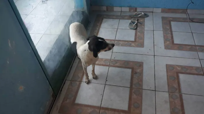 Cachorro ra a Vira lata  idade 1 ano nome Bebel