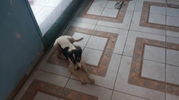 Cachorro ra a Vira lata  idade 1 ano nome Bebel