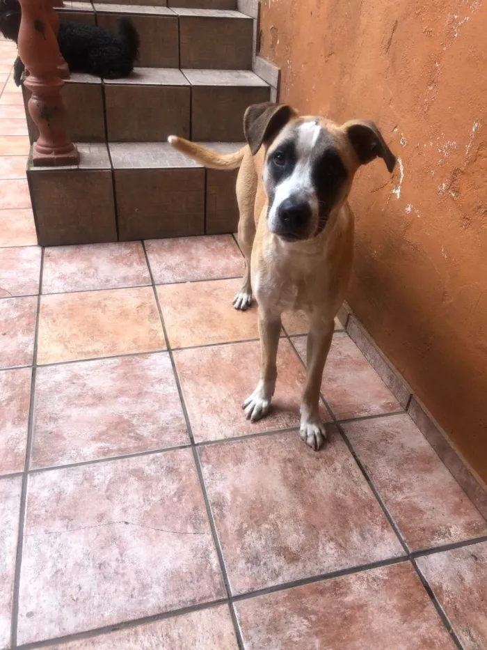 Cachorro ra a SRD idade 2 a 6 meses nome Zeus