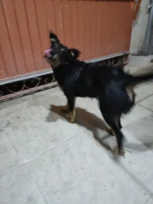 Cachorro raça Não sei idade 1 ano nome Skayla