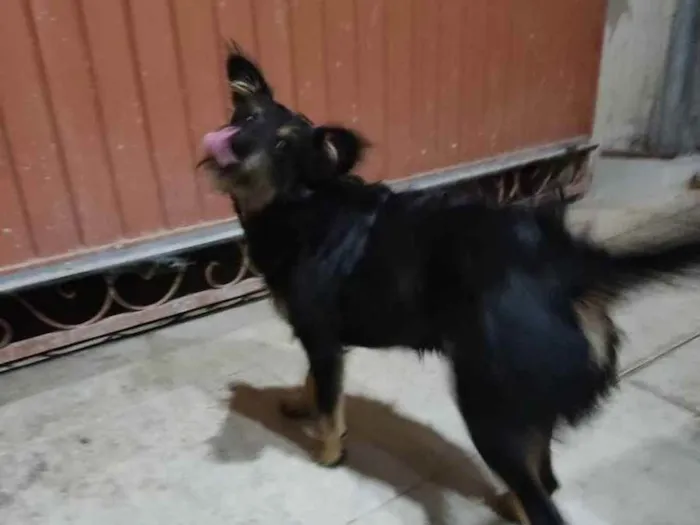 Cachorro ra a Não sei idade 1 ano nome Skayla