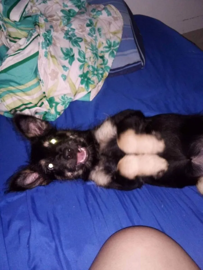 Cachorro ra a Não sei idade 1 ano nome Skayla