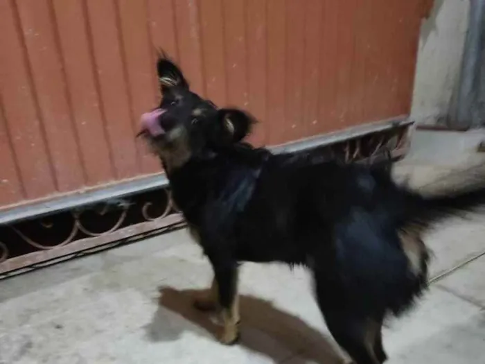 Cachorro ra a Não sei idade 1 ano nome Skayla