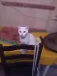 Múmia