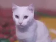 Múmia