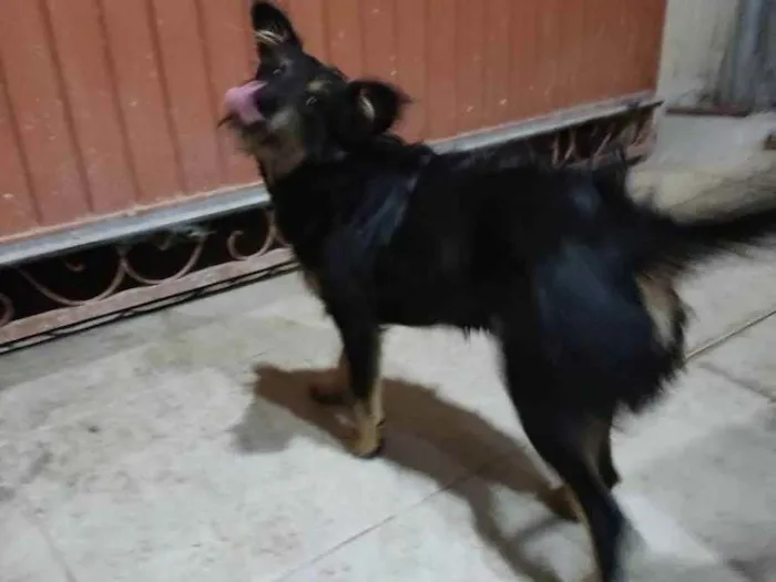 Cachorro ra a Não sei  idade 1 ano nome Skayla