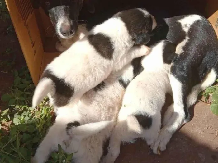 Cachorro ra a SRD idade Abaixo de 2 meses nome Nenéns