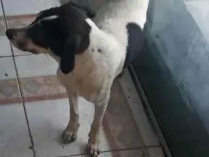 Cachorro raça Vira lata  idade 1 ano nome Bebel