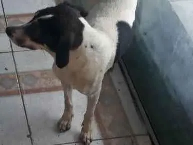 Cachorro ra a Vira lata  idade 1 ano nome Bebel