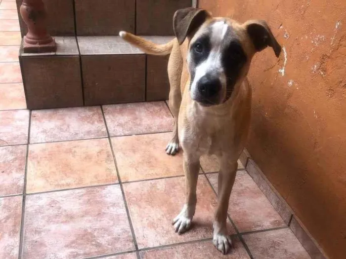 Cachorro ra a SRD idade 2 a 6 meses nome Zeus