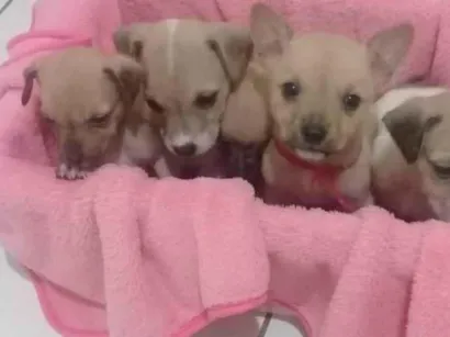 Cachorro raça Viralata idade Abaixo de 2 meses nome Filhotes 