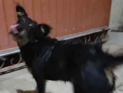 Cachorro raça Não sei idade 1 ano nome Skayla