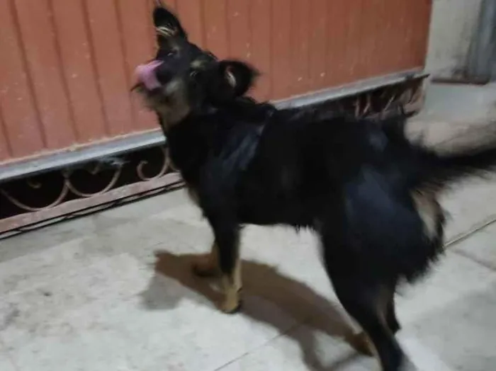 Cachorro ra a Não sei  idade 1 ano nome Skayla