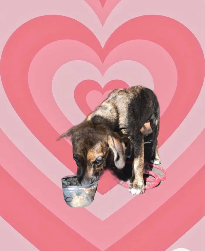 Cachorro raça Srd idade 2 a 6 meses nome Nina bb3meses Linda 