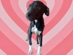 Cachorro raça Srd idade 2 a 6 meses nome Leo bb5meses lindo