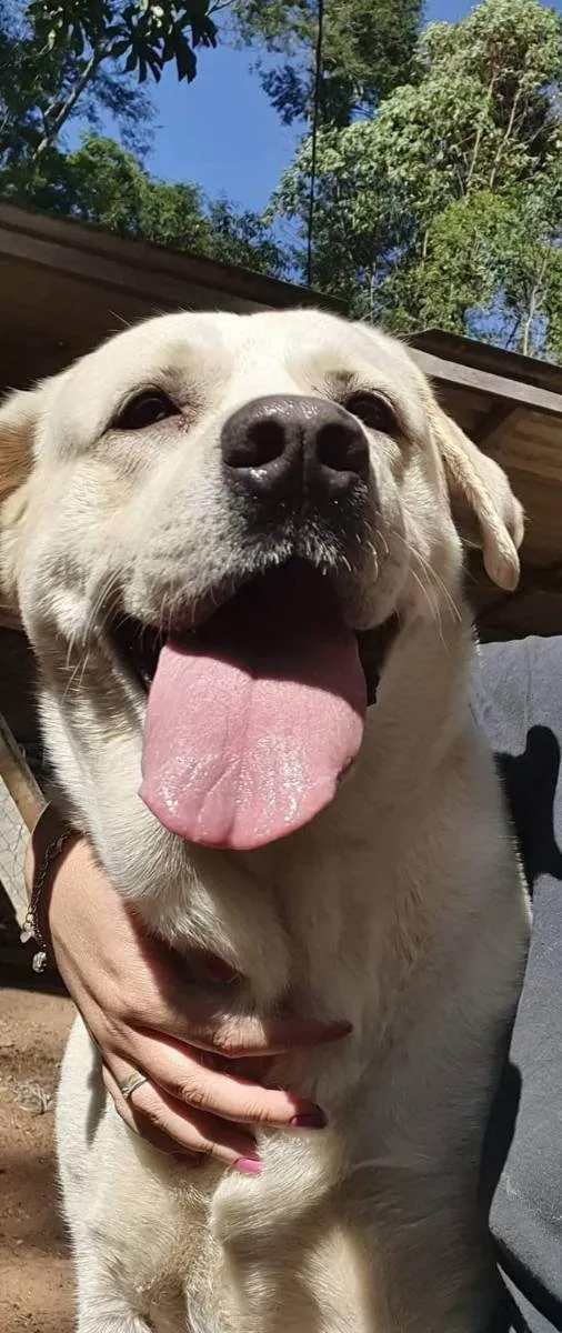 Cachorro ra a Labrador idade 4 anos nome Akira