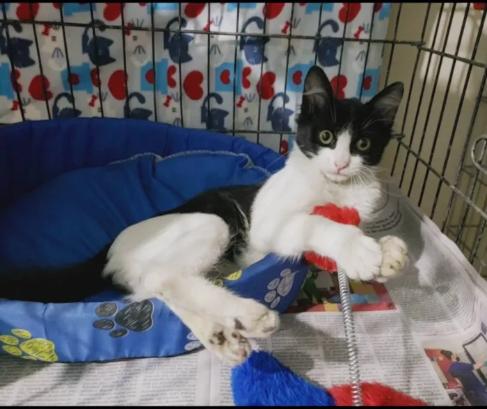 Gato raça Srd idade 2 a 6 meses nome Baltazar