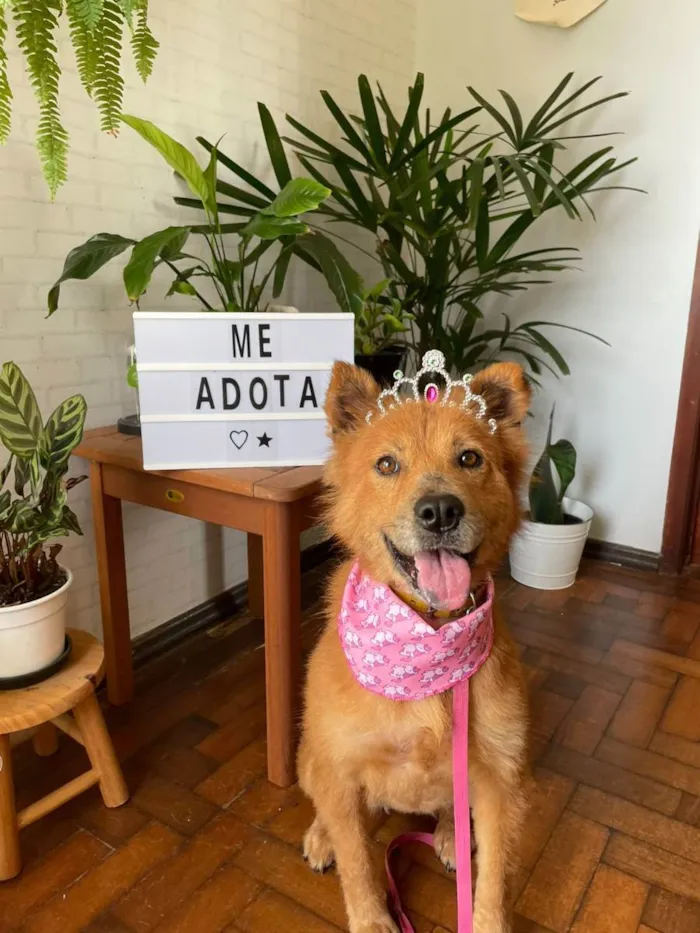 Cachorro ra a  idade 4 anos nome JUMA