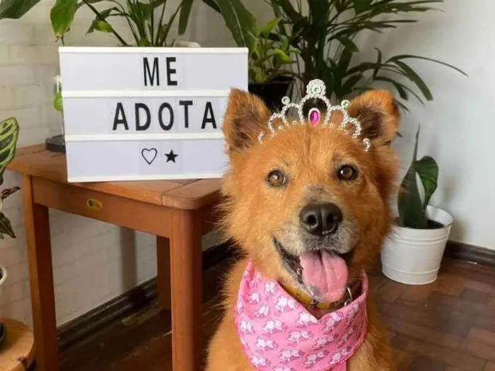 Cachorro ra a  idade 4 anos nome JUMA