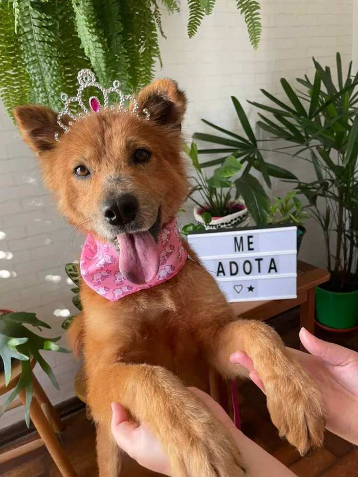 Cachorro ra a  idade 4 anos nome JUMA