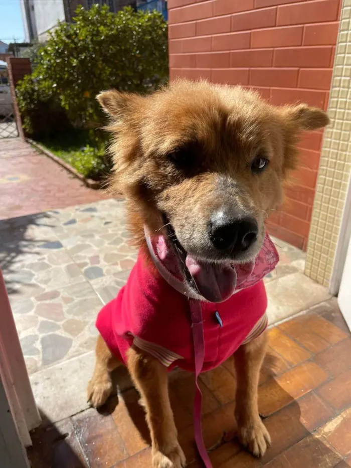 Cachorro ra a  idade 4 anos nome JUMA