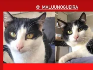 Gato raça SRD  idade  nome Theodoro 