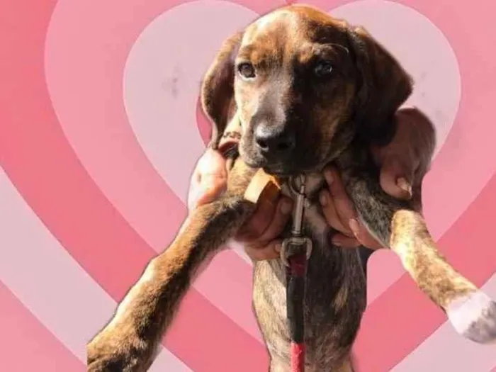 Cachorro raça Srd idade 2 a 6 meses nome Nina bb3meses Linda 