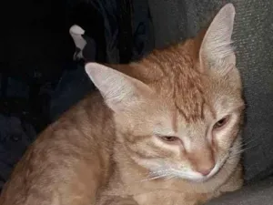 Gato raça  idade 7 a 11 meses nome *