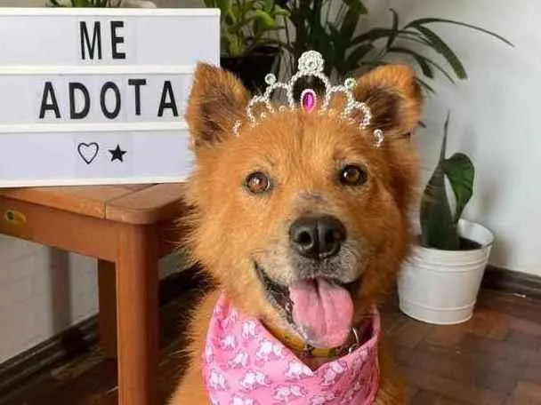 Cachorro ra a  idade 4 anos nome JUMA