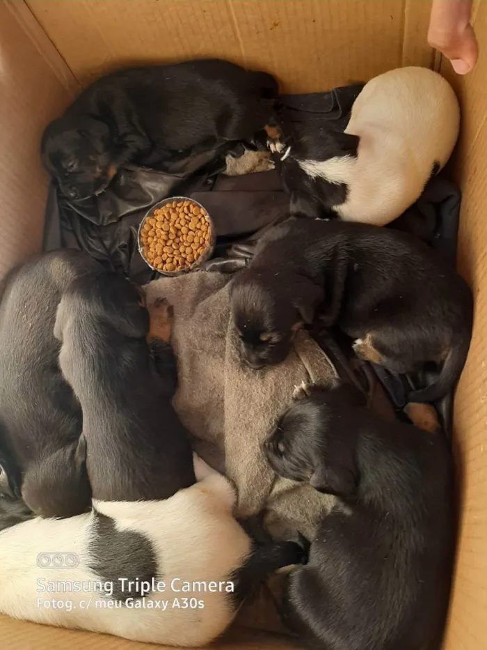 Cachorro raça Sem pedigree  idade  nome Não tem ainda