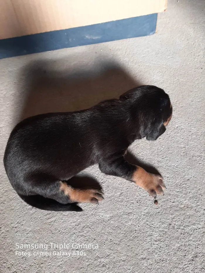 Cachorro raça Sem pedigree  idade  nome Não tem ainda