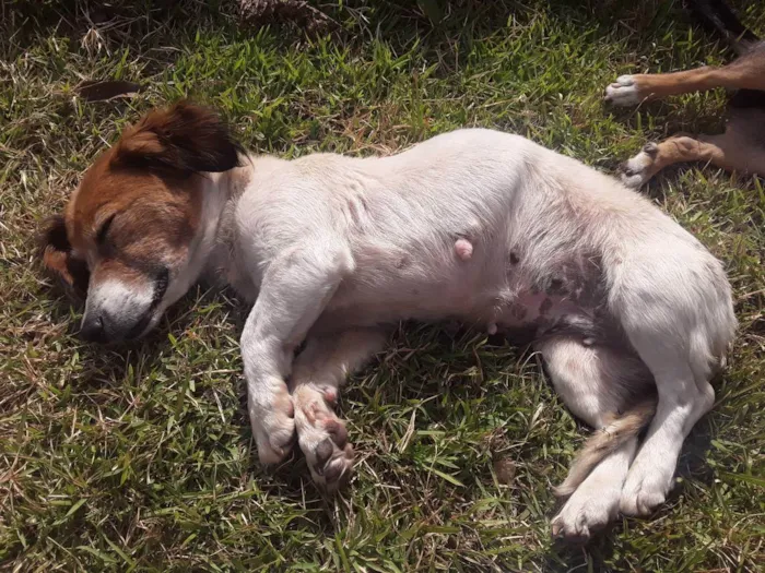 Cachorro ra a Sem defimiçao idade 3 anos nome Catarina femea adult