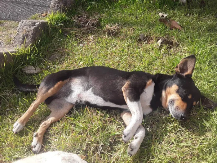 Cachorro ra a Sem definiçao idade 3 anos nome Negiinho