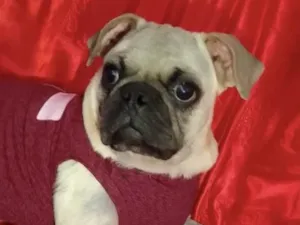 Cachorro raça Pug idade 7 a 11 meses nome Boris 