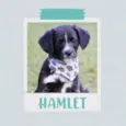 Cachorro raça SRD  idade 2 a 6 meses nome Hamlet 