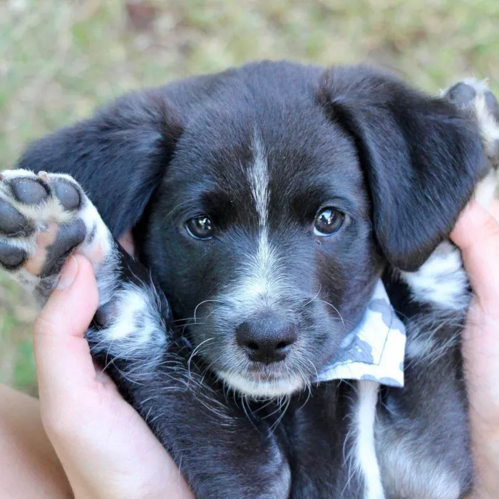 Cachorro raça SRD  idade 2 a 6 meses nome Hamlet 