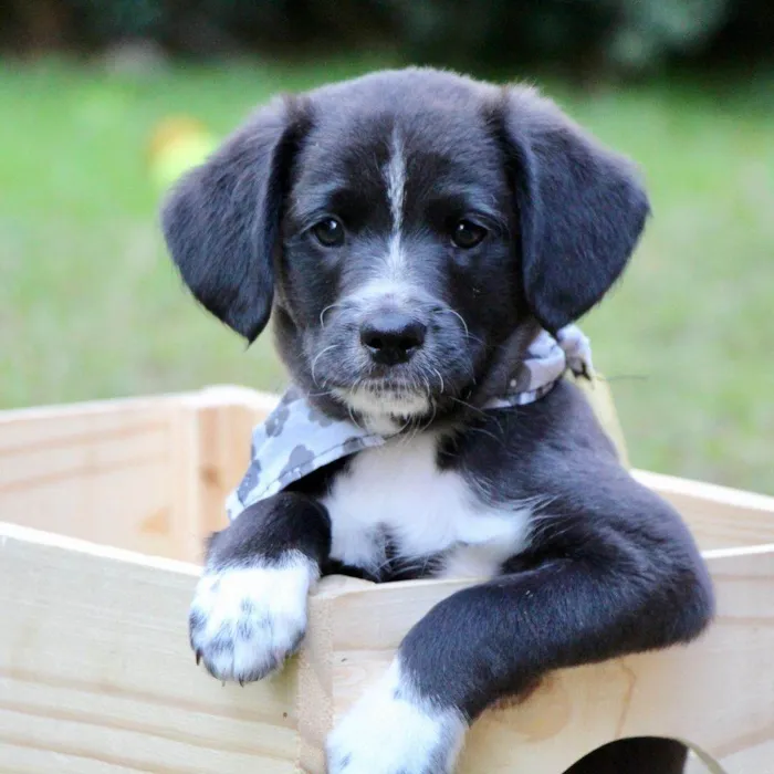 Cachorro raça SRD  idade 2 a 6 meses nome Hamlet 