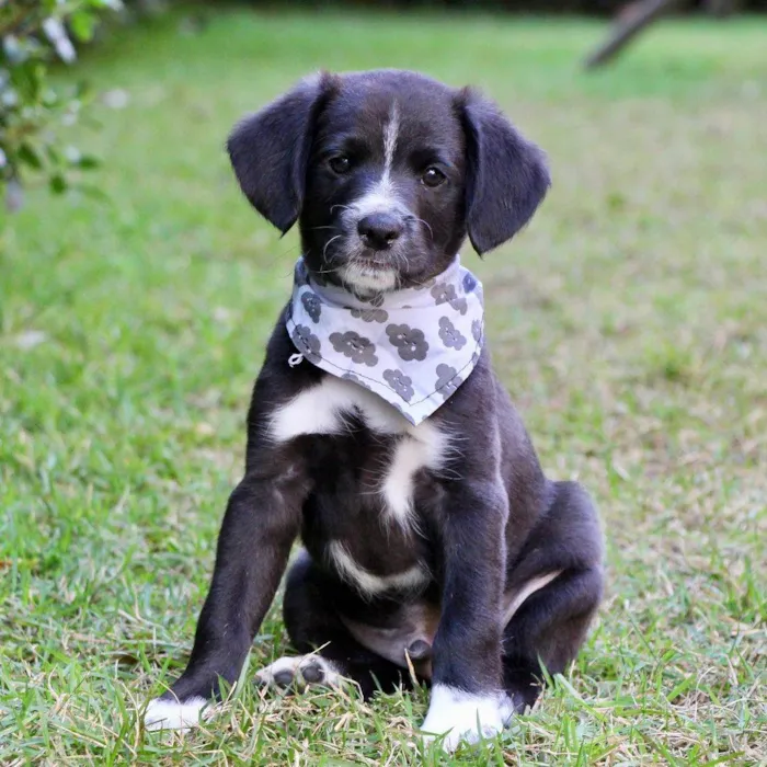Cachorro raça SRD  idade 2 a 6 meses nome Hamlet 