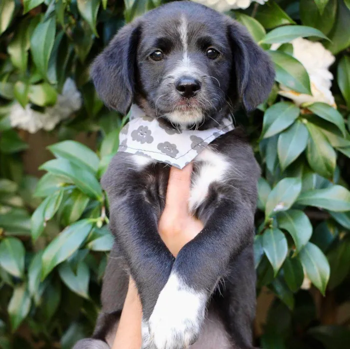 Cachorro raça SRD  idade 2 a 6 meses nome Hamlet 