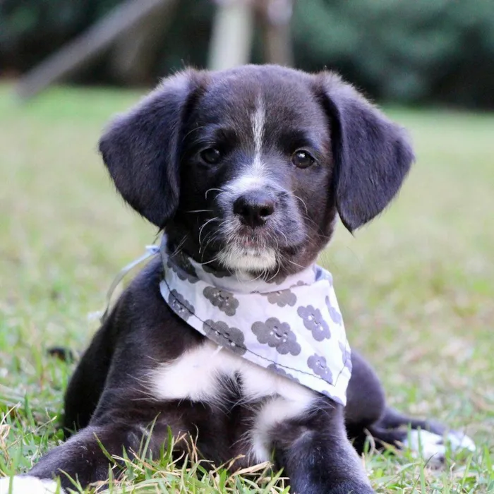 Cachorro raça SRD  idade 2 a 6 meses nome Hamlet 