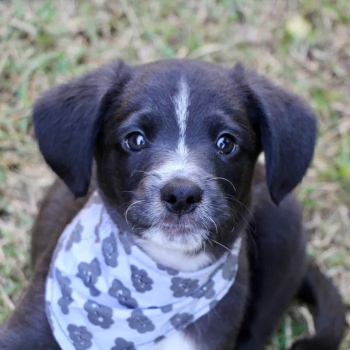 Cachorro raça SRD  idade 2 a 6 meses nome Hamlet 
