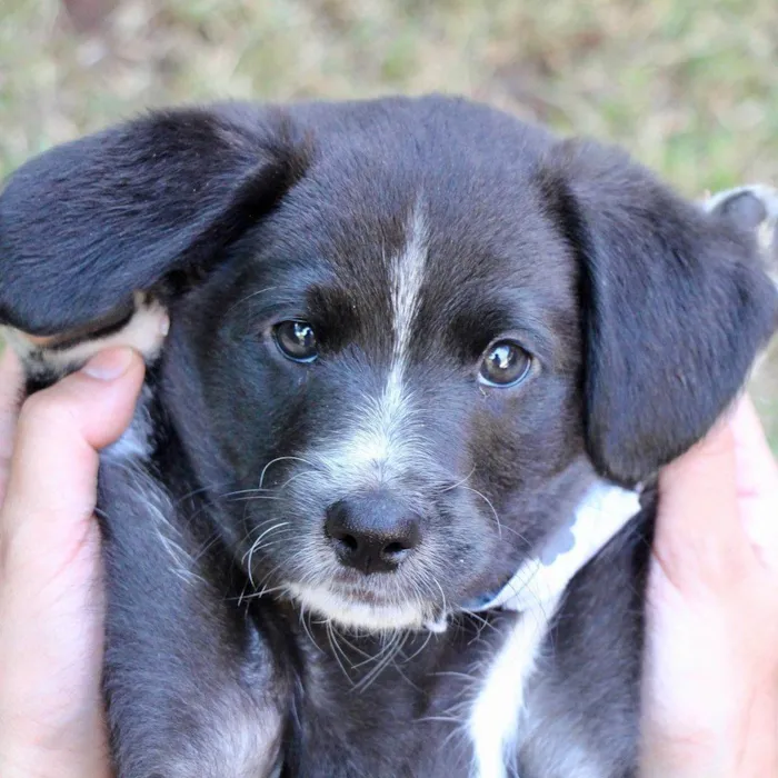 Cachorro raça SRD  idade 2 a 6 meses nome Hamlet 