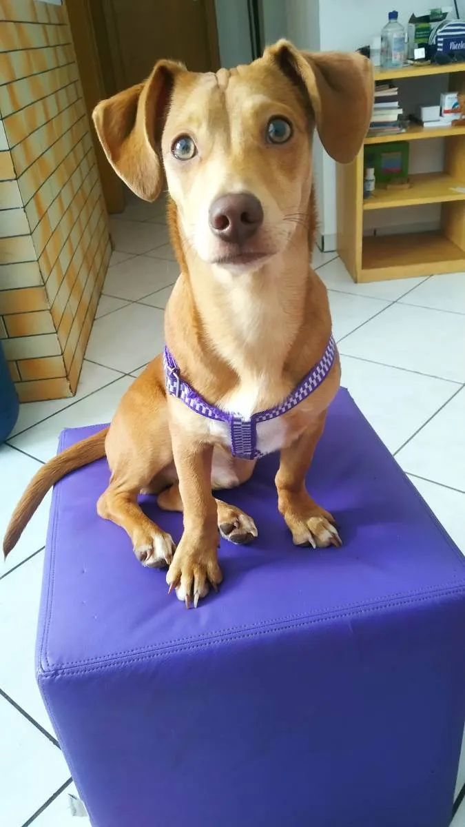 Cachorro ra a não sei idade  nome não sei