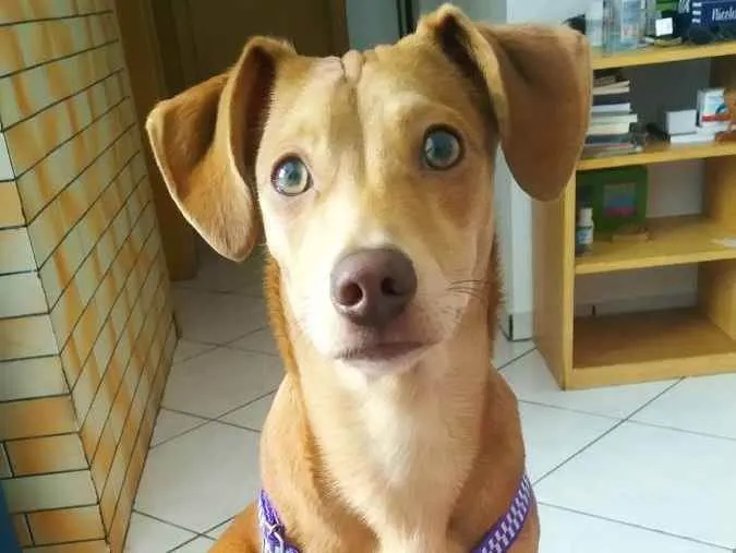 Cachorro ra a não sei idade  nome não sei