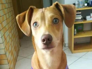 Cachorro raça não sei idade  nome não sei