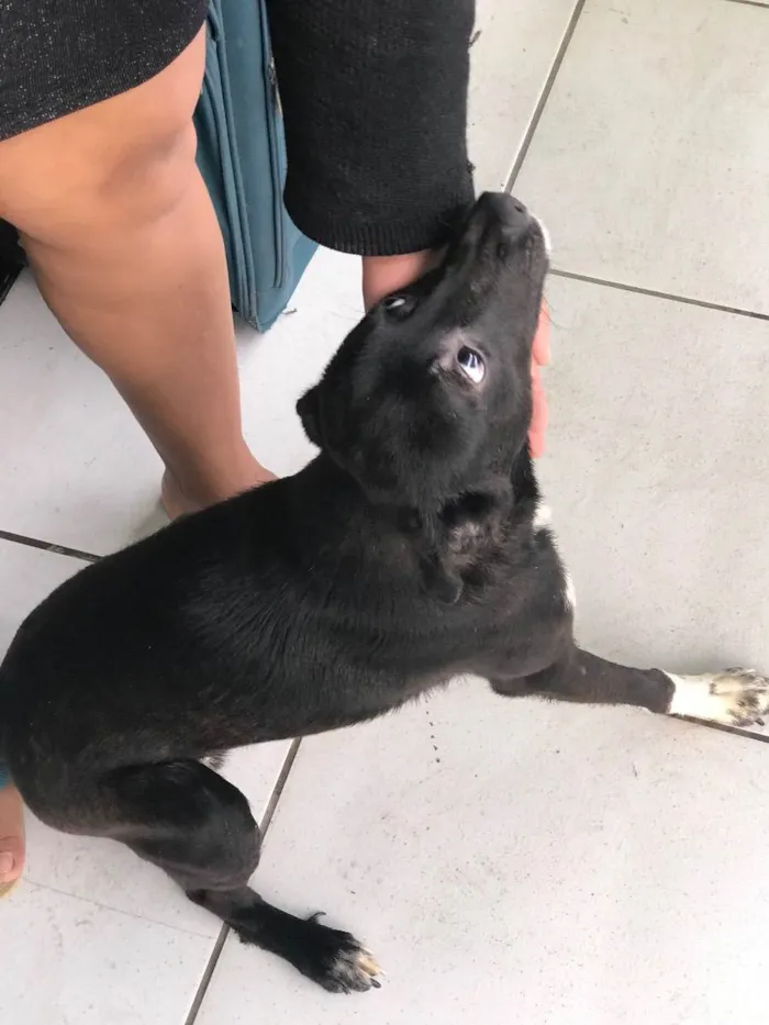 Cachorro ra a Vira-lata  idade 7 a 11 meses nome Spyke