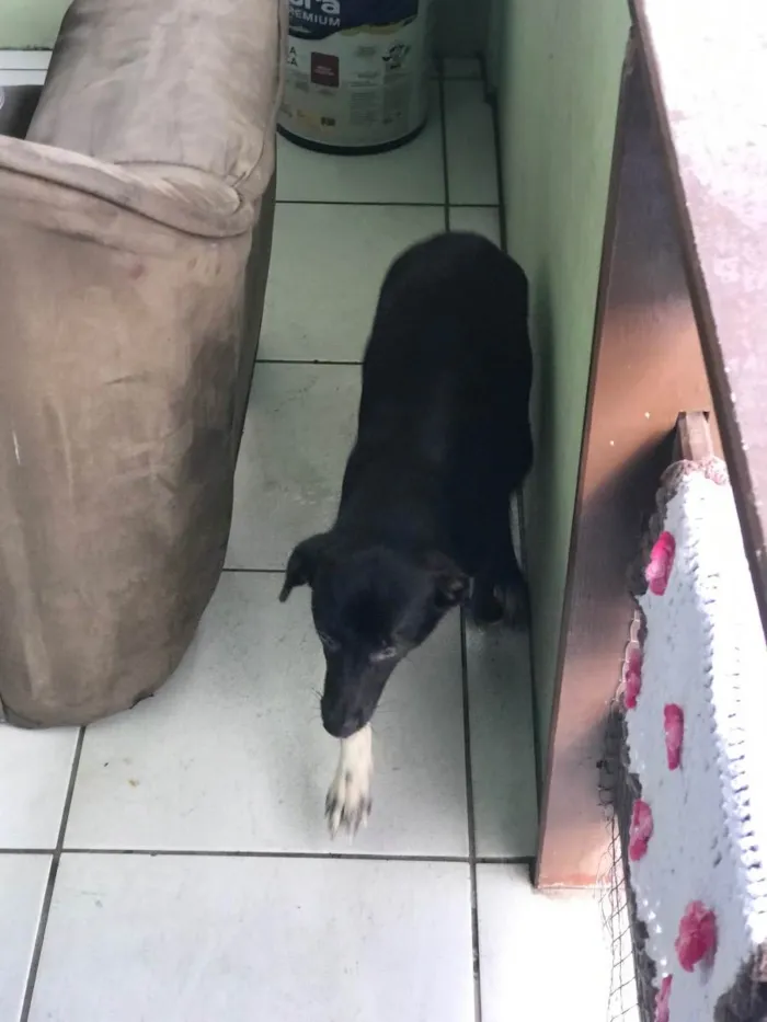 Cachorro ra a Vira-lata  idade 7 a 11 meses nome Spyke