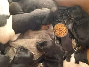 Cachorro raça Sem pedigree  idade  nome Não tem ainda